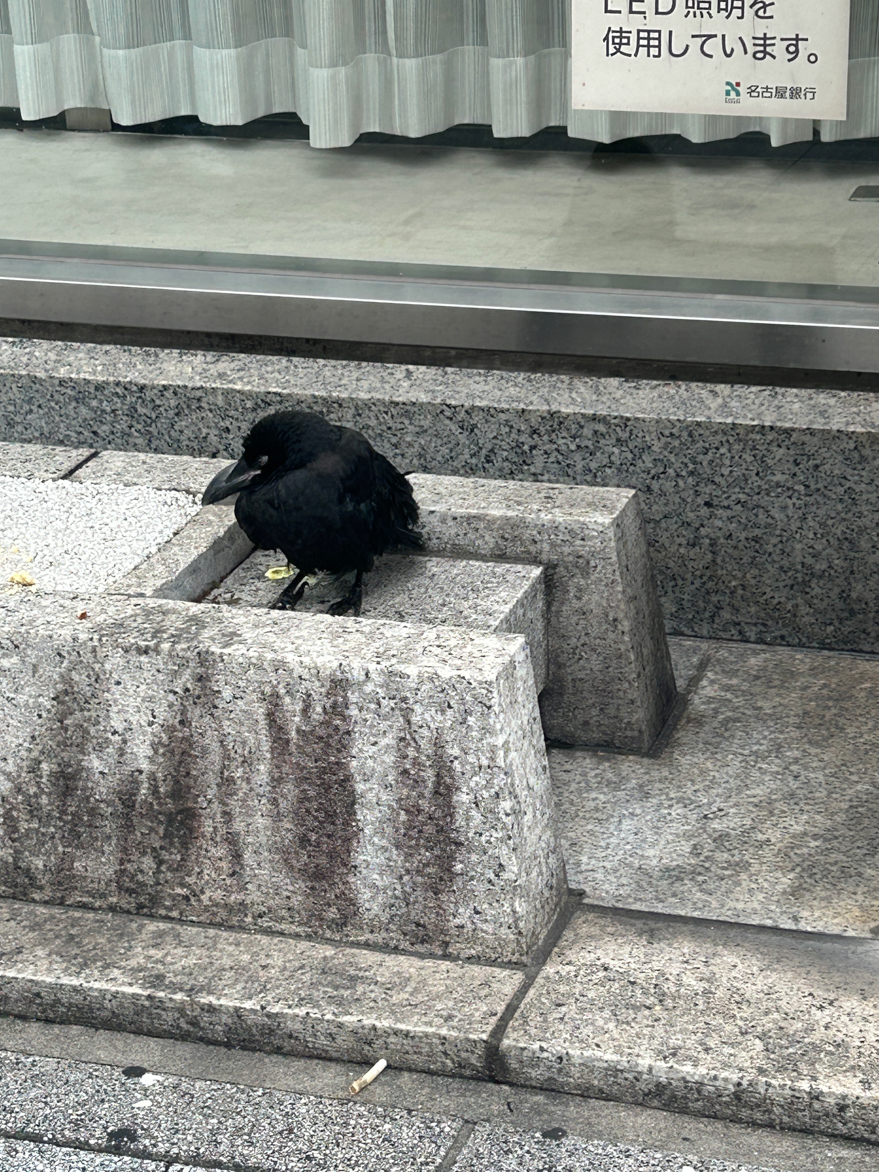 IMG_5297.jpeg